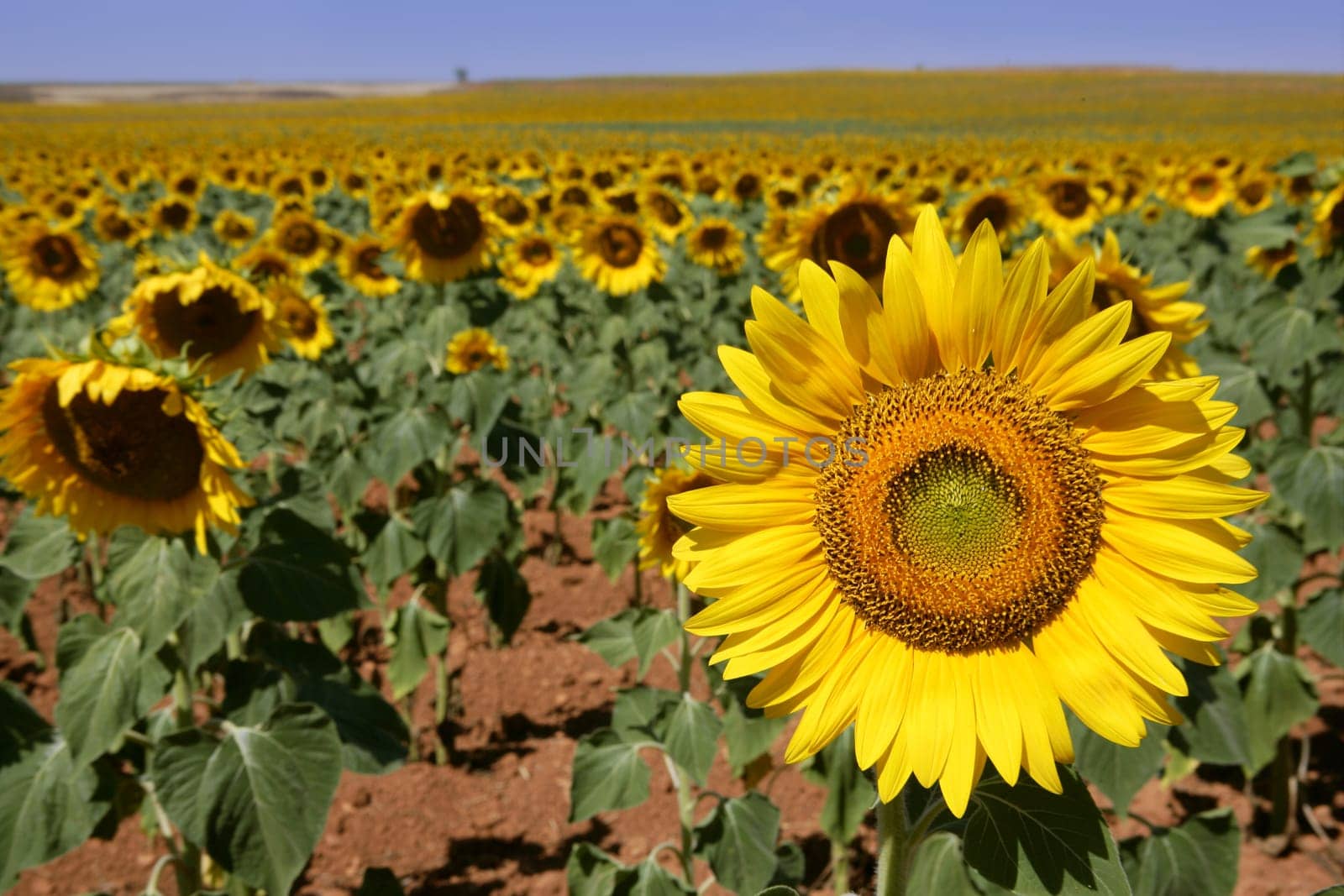 Colorful sunflower plantation with vibrant yellow flowers