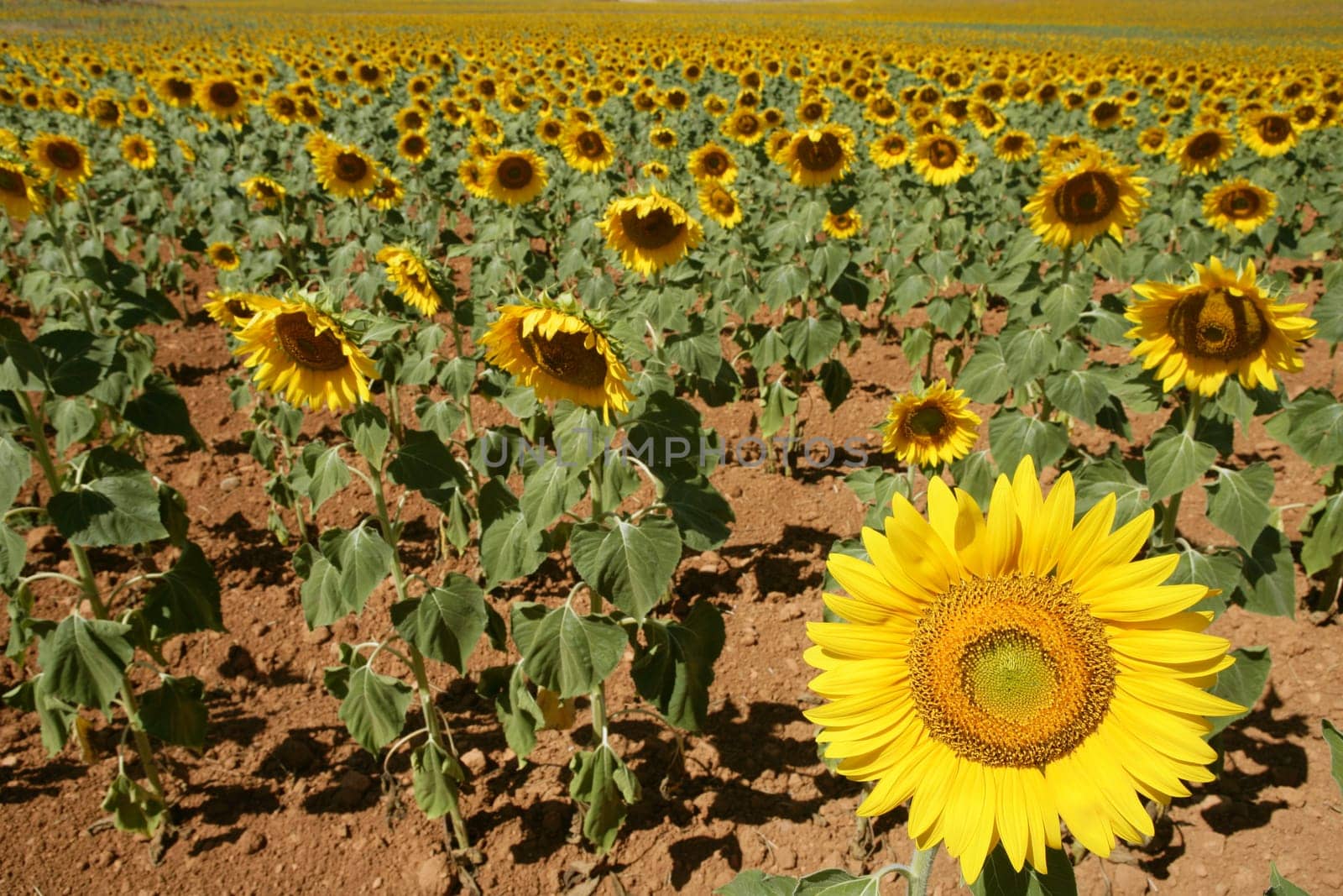 Colorful sunflower plantation with vibrant yellow flowers