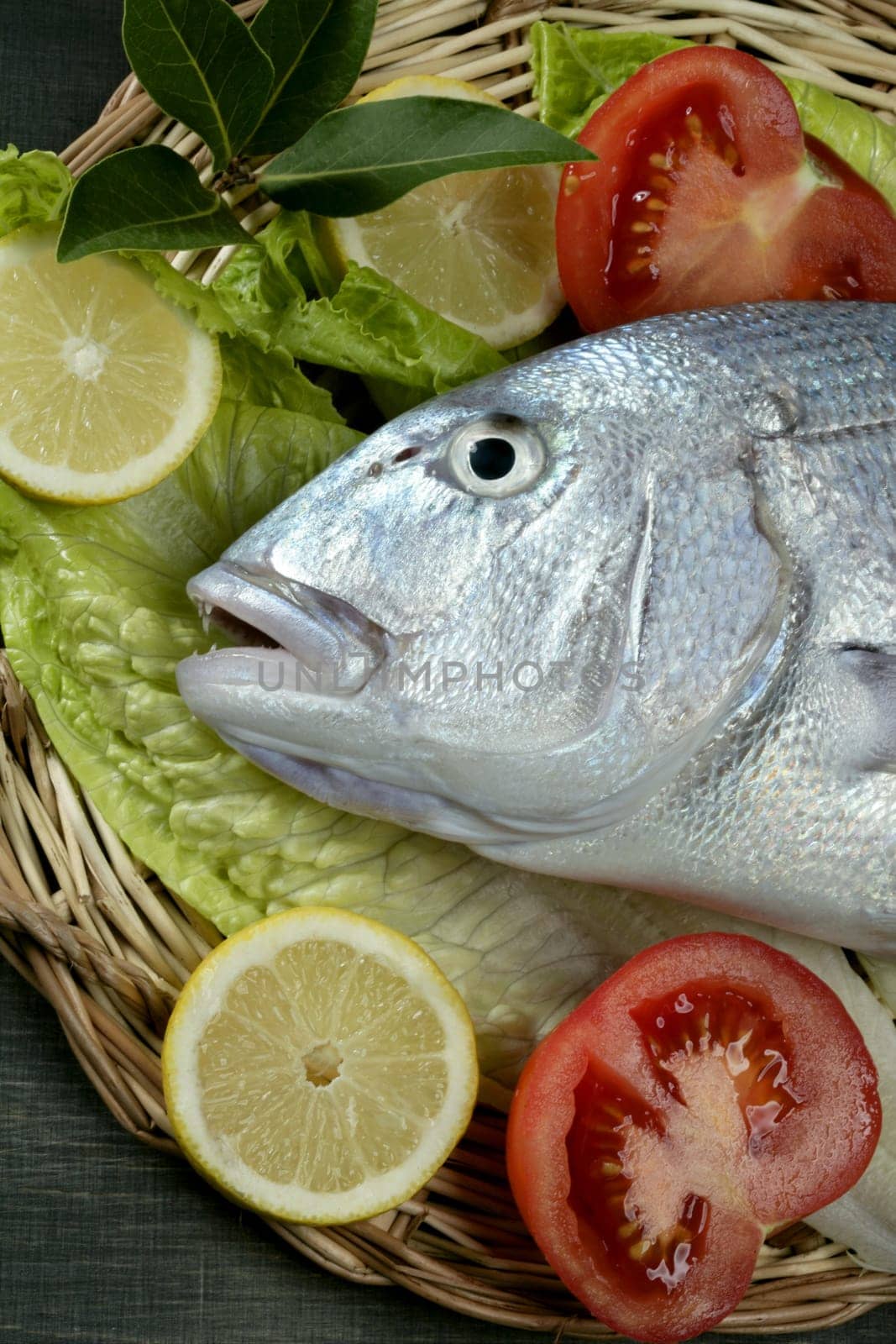 Denton, Mediterranean sparus fish, family of gilthead and snapper