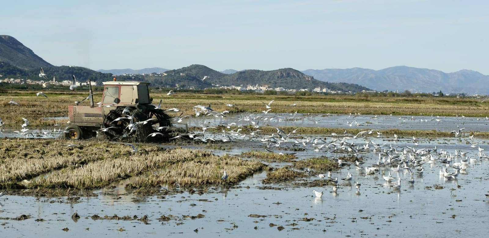 Rice tractor, wet fields and seagulls,  Spain