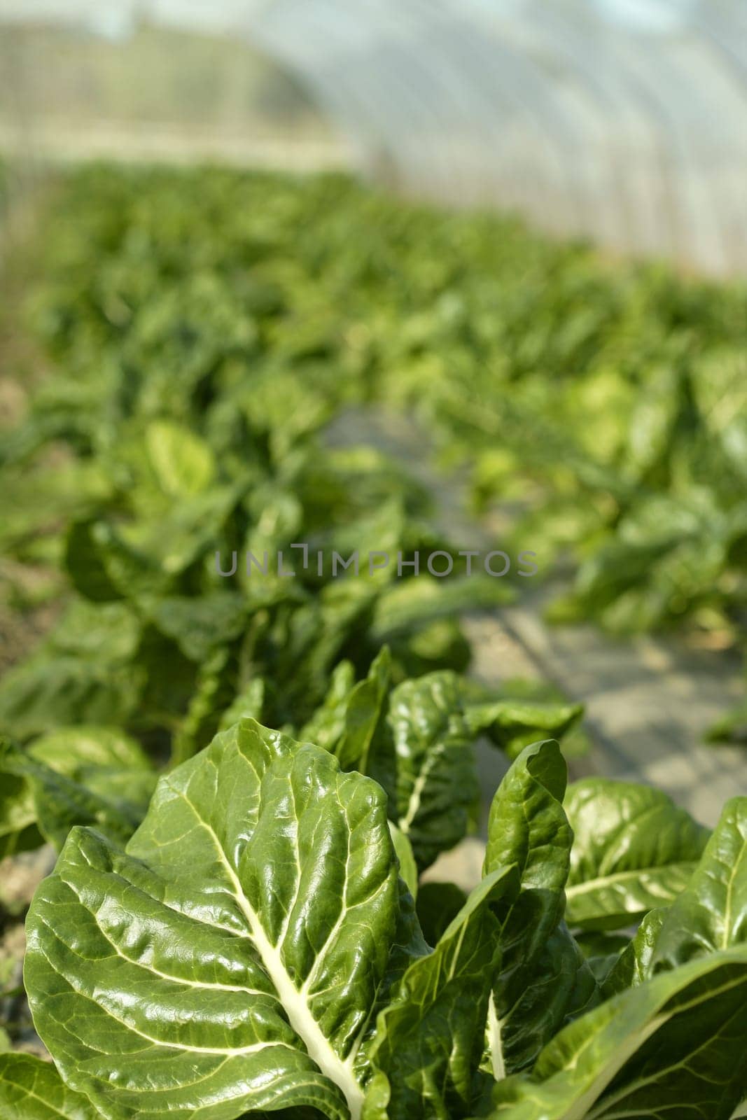 green chard cultivation in a hothouse field, Spain