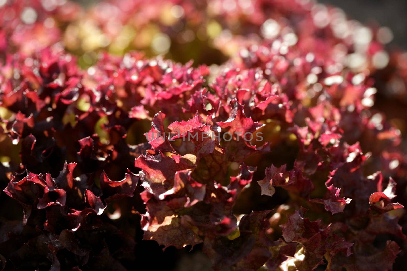 Red little baby lettuce in the fields from spain