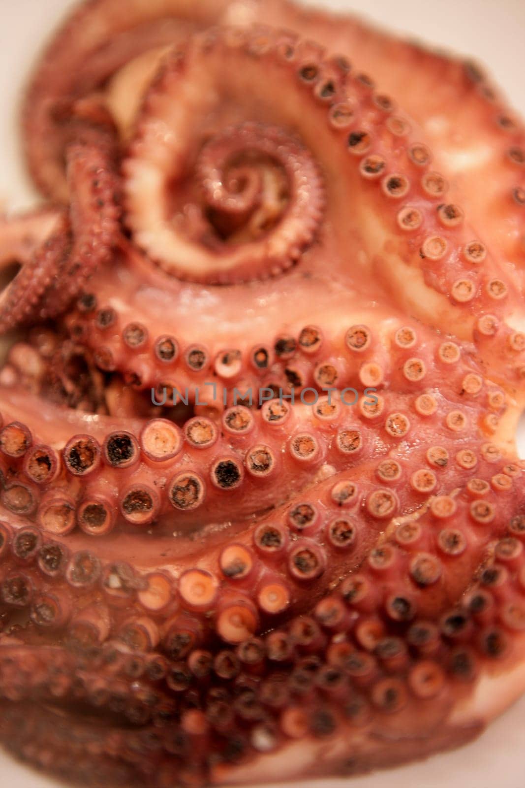 Steam coming from recent cooked octopus, seafood