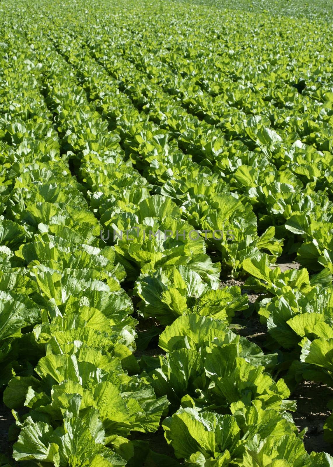 lettuce fields in green vivid color. Spain, Mediterranean lands