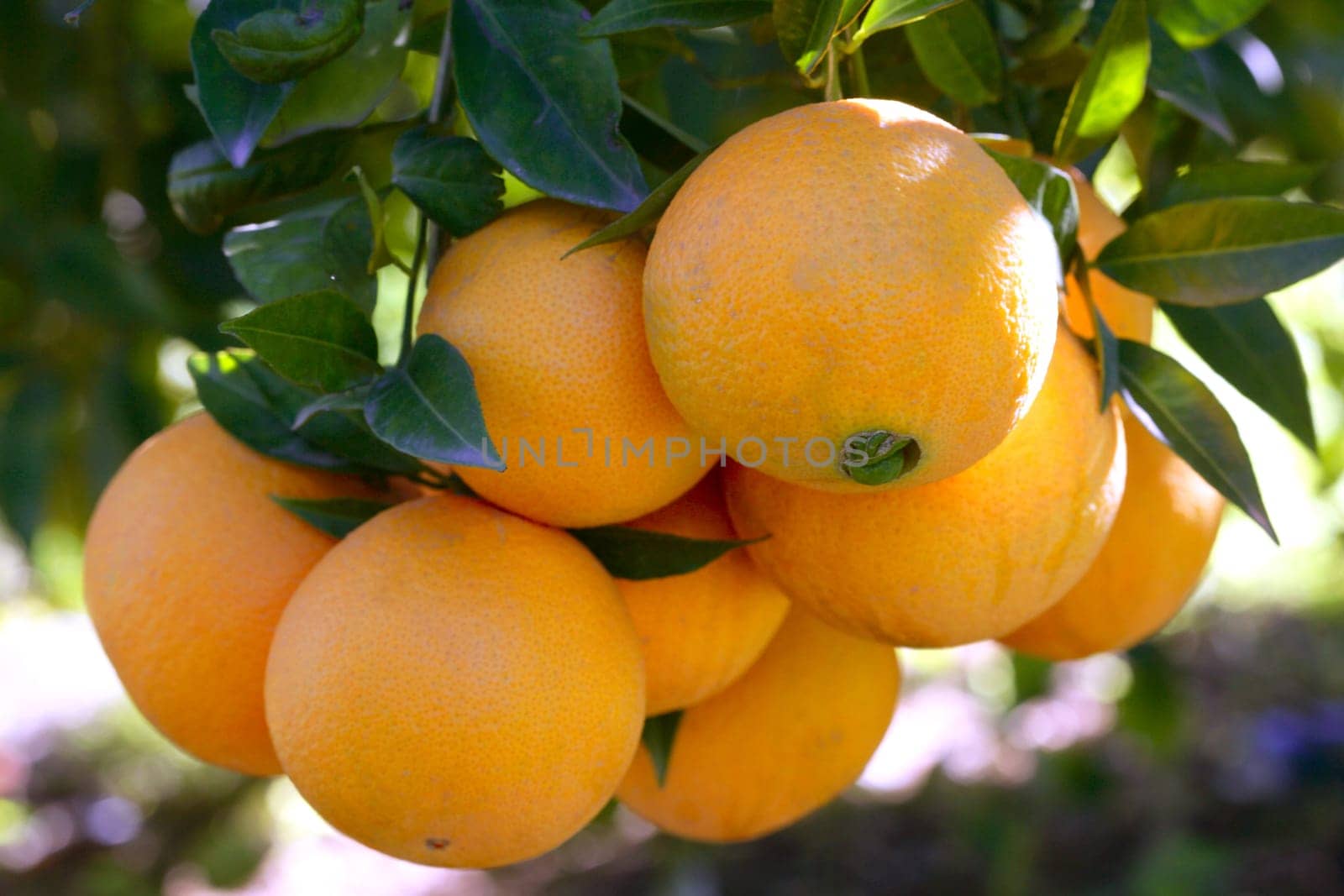 Orange trees in Spain with oranges growing in sunny mediterranean day