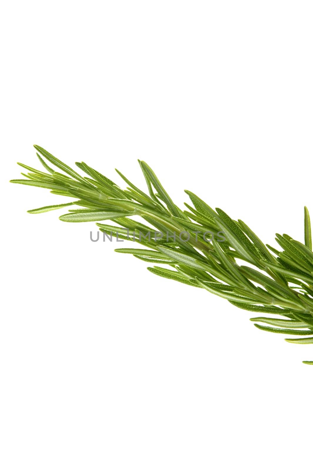 Rosemary green branch close up isolated on white background