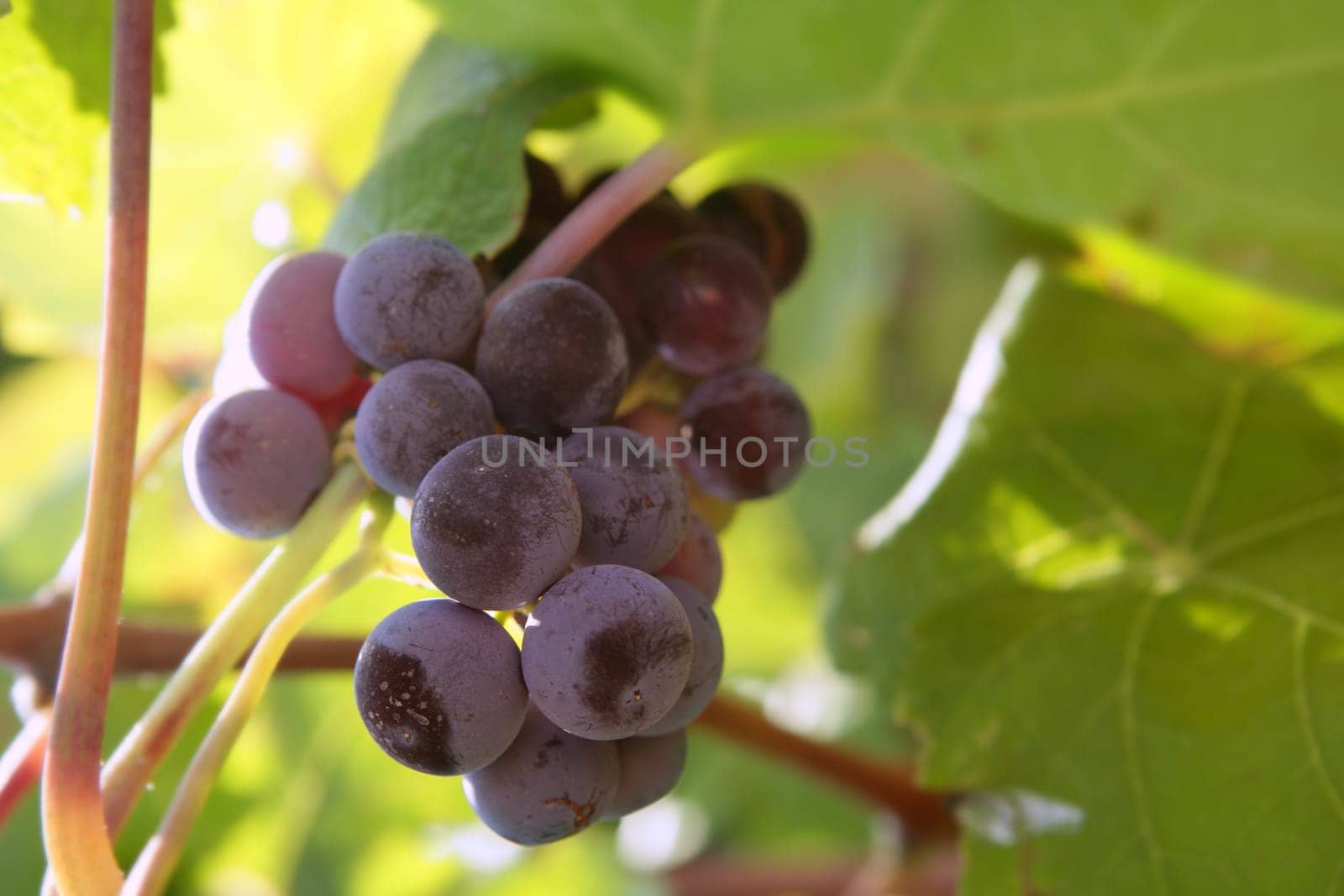 Agriculture wine red grapefruit field in Spain