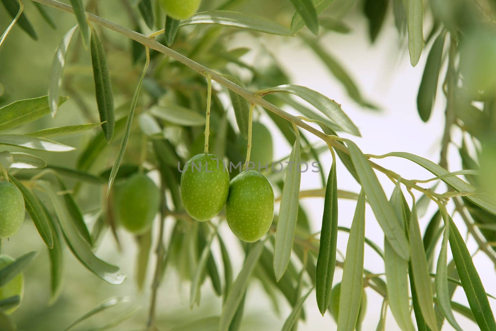 Olive tree with green fruits in Southern Spain Andalucia