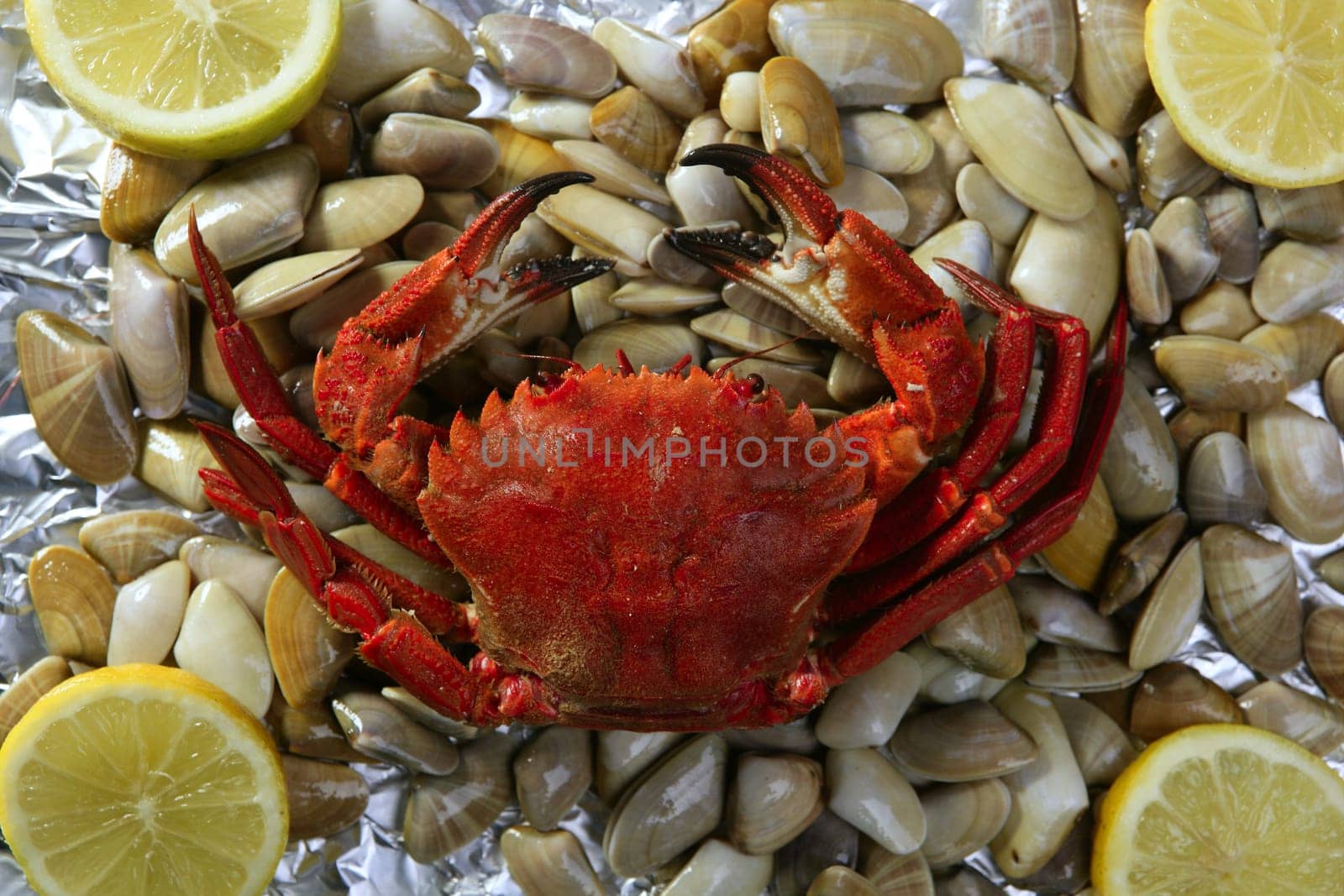 Lio carcinus puber crab over shell clams and lemon background