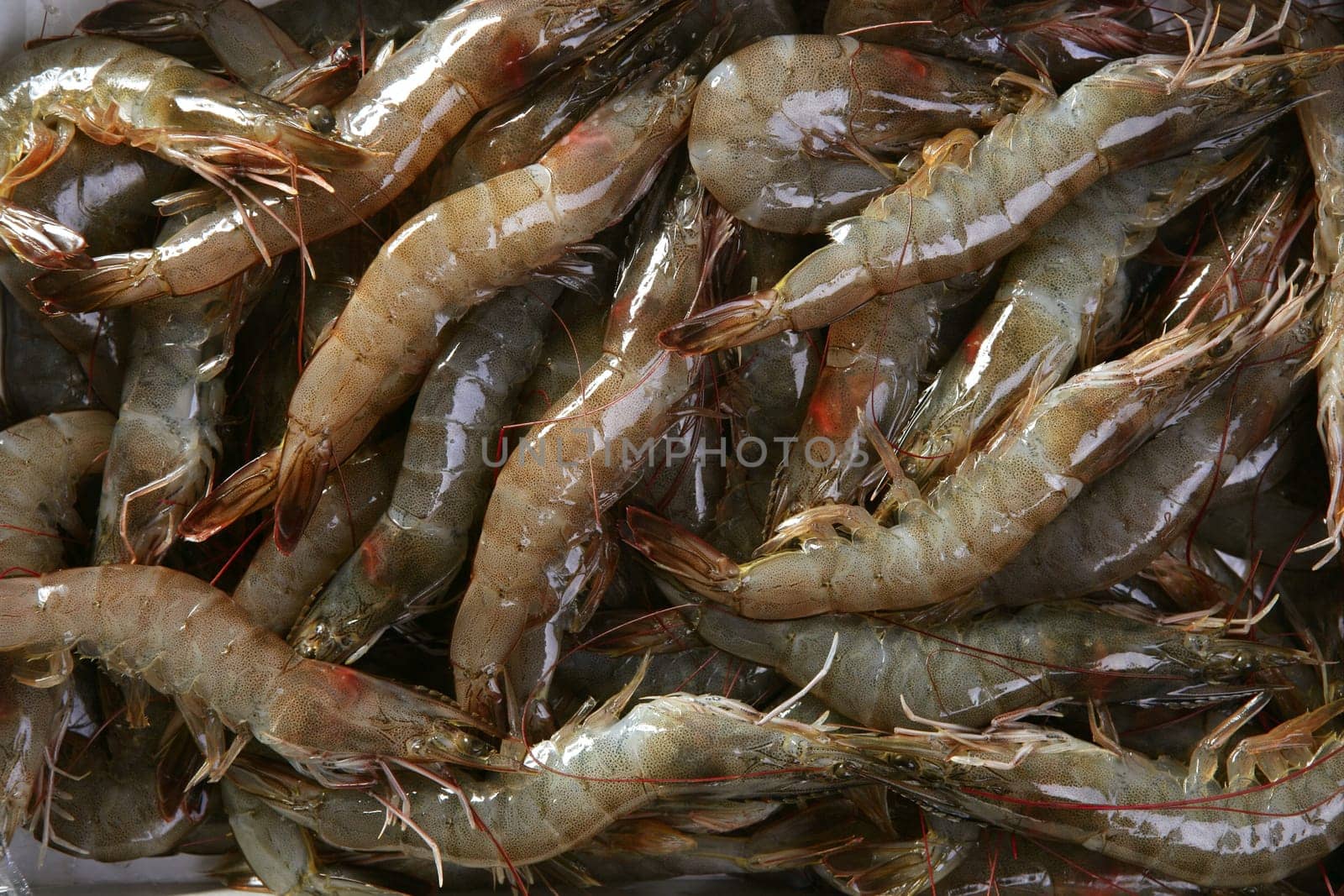 penaeus vannamei prawns shrimps pattern texture background