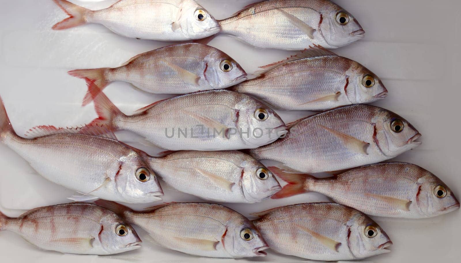 common pandora fish pagellus erythrinus mediterranean catch