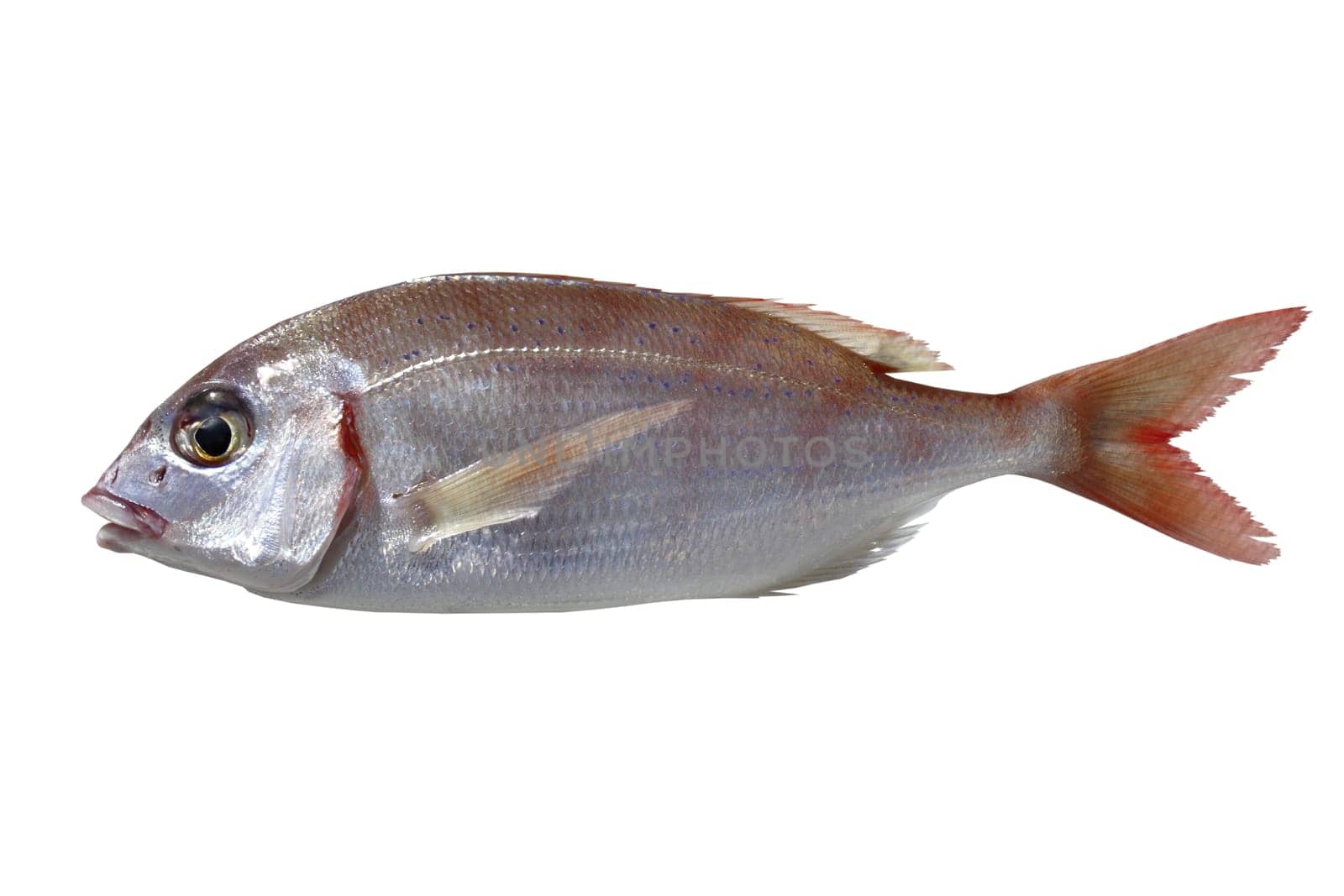 common pandora fish pagellus erythrinus isolated on white