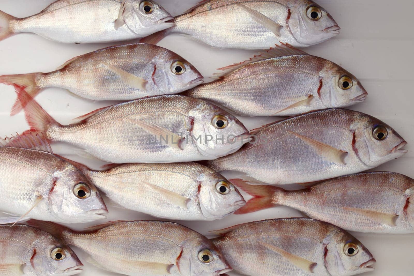 common pandora fish pagellus erythrinus catch background