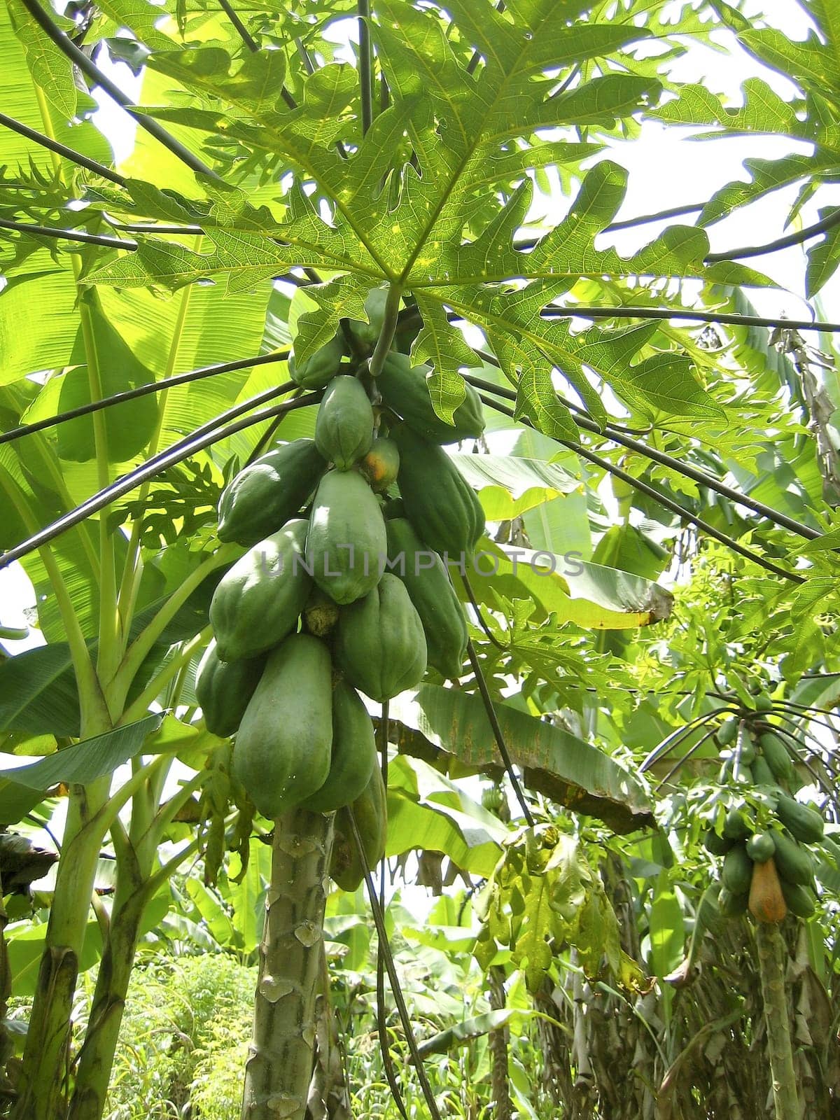 Papaya tree fruits growing in tropical jungle Central America