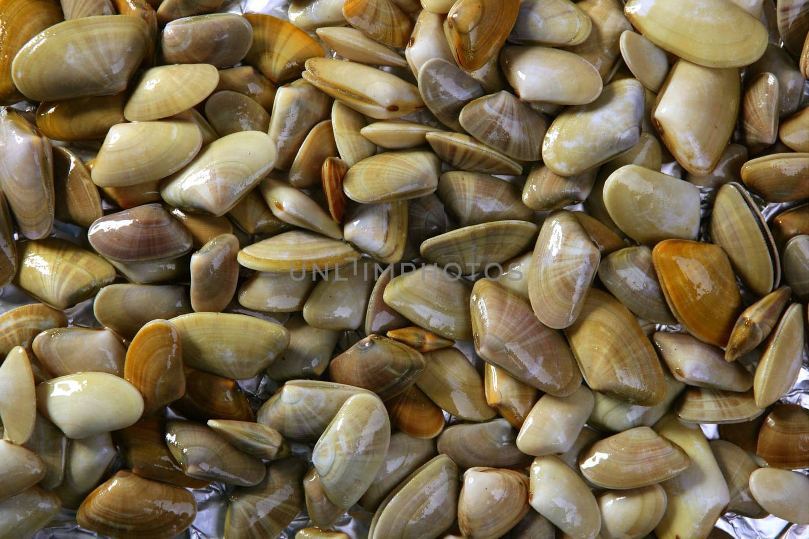 Tellinidae Sunrise tellin clams pattern background