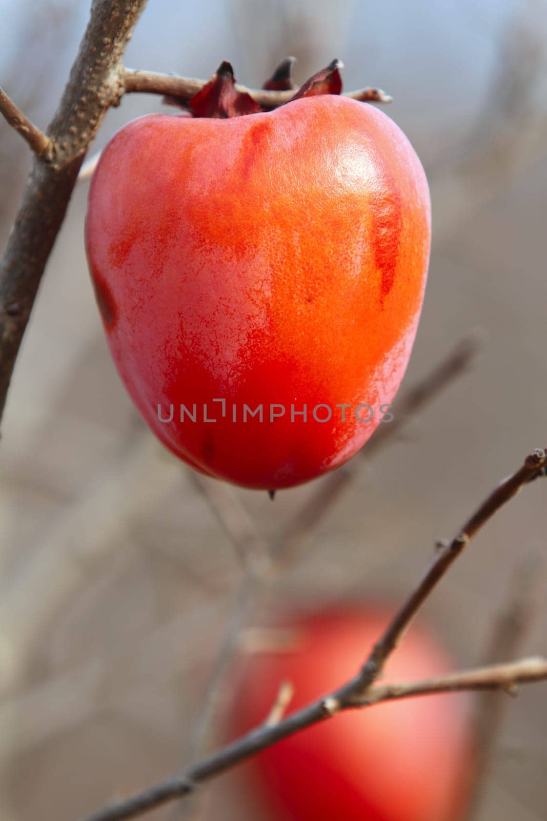 persimmon fruits on autumn tree vibrant orange color
