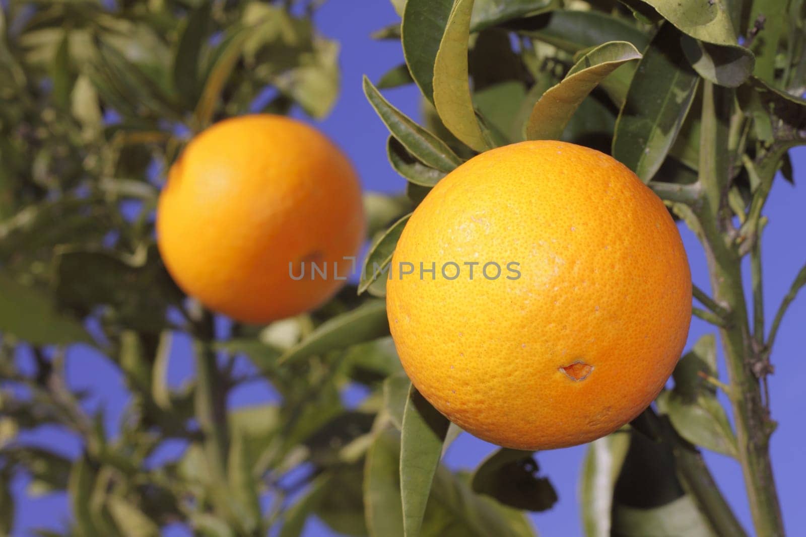 oranges fruit on a orange tree with sky