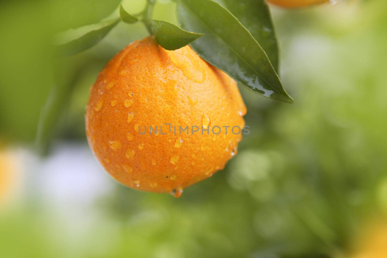 orange fruit hanging  tree fresh water drops