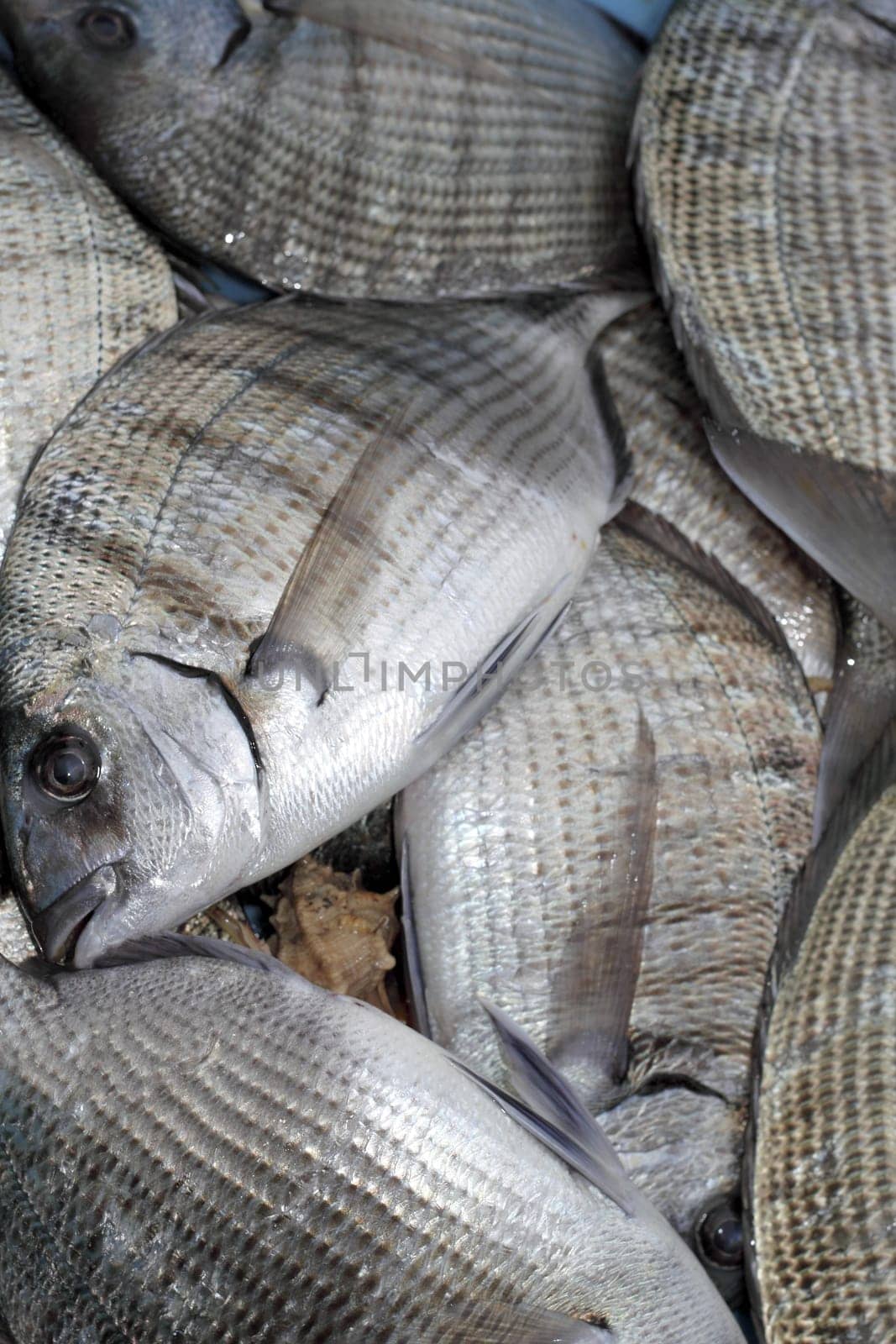 Diplodus Sargus white seabream bream blacktail mediterranean fish
