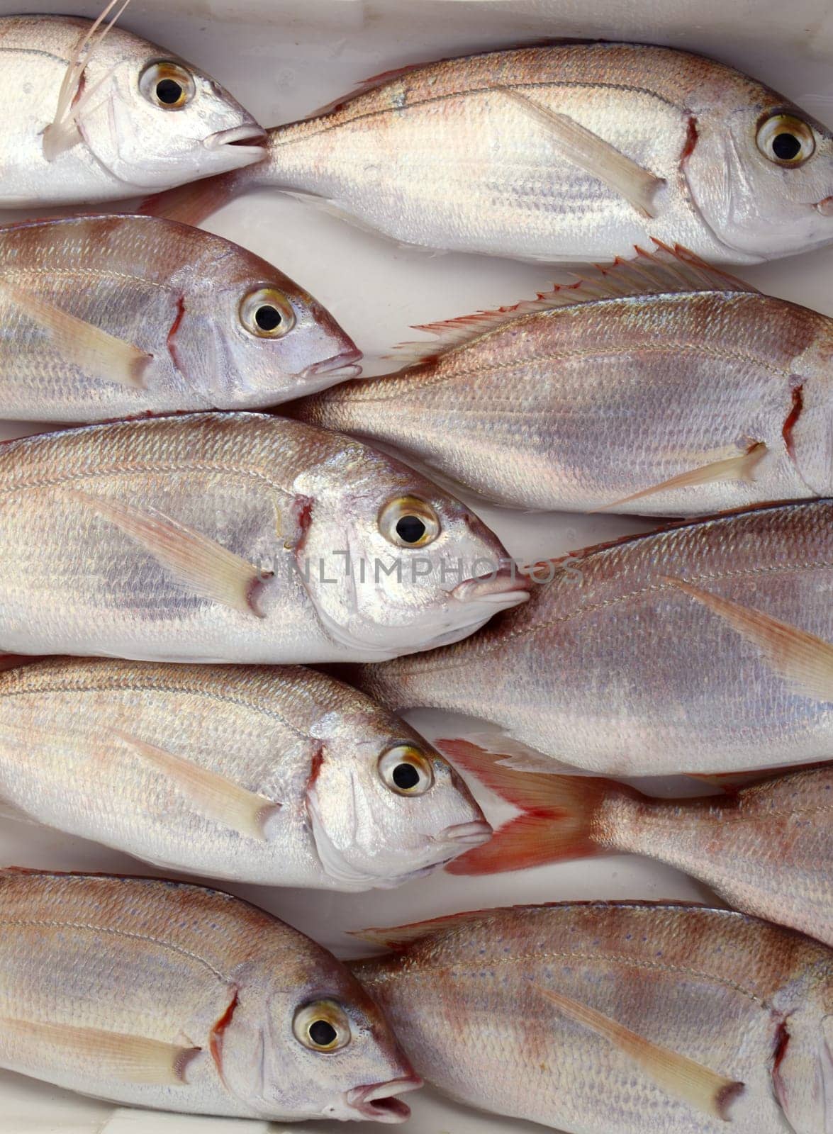 common pandora fish pagellus erythrinus mediterranean catch