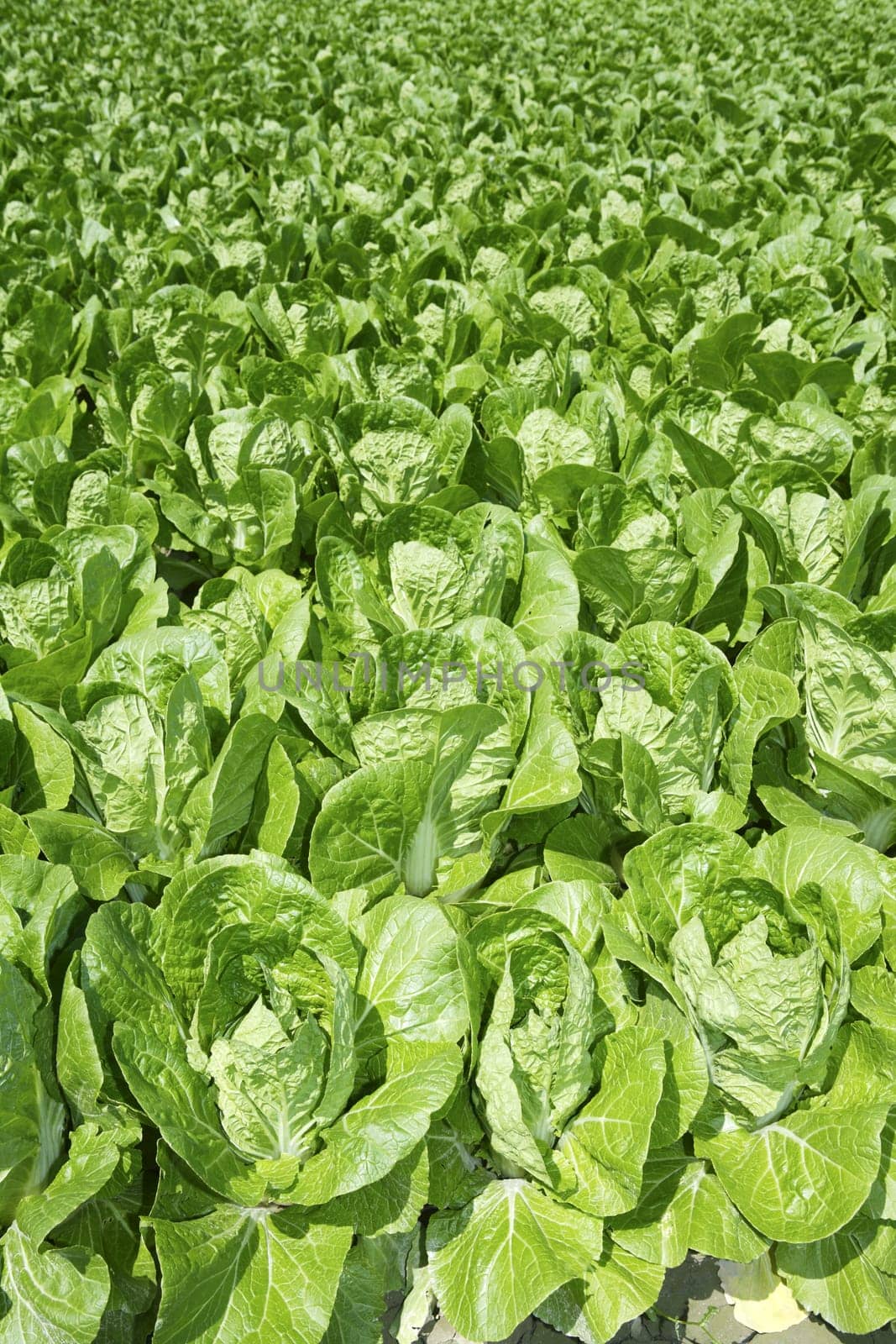 cabbage green vegetables field in spring farmland agriculture