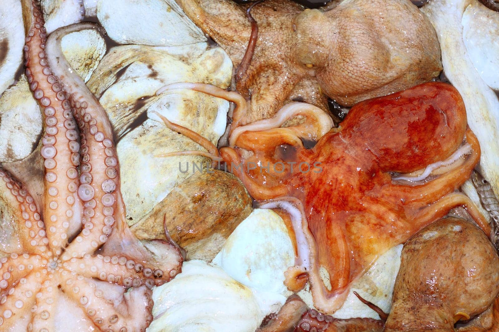 octopus cephalopods texture macro closeup pattern background