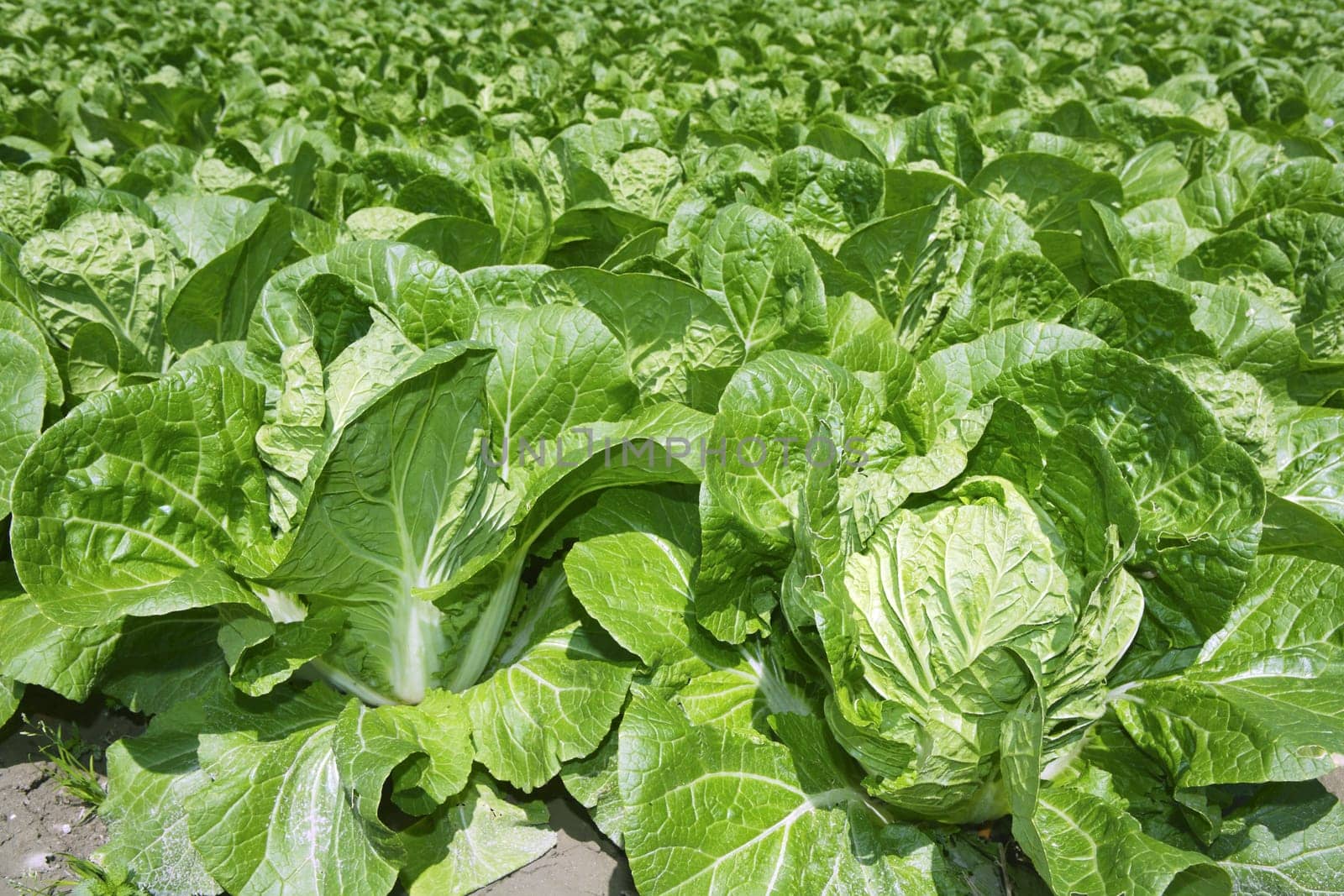 cabbage green vegetables field in spring farmland agriculture