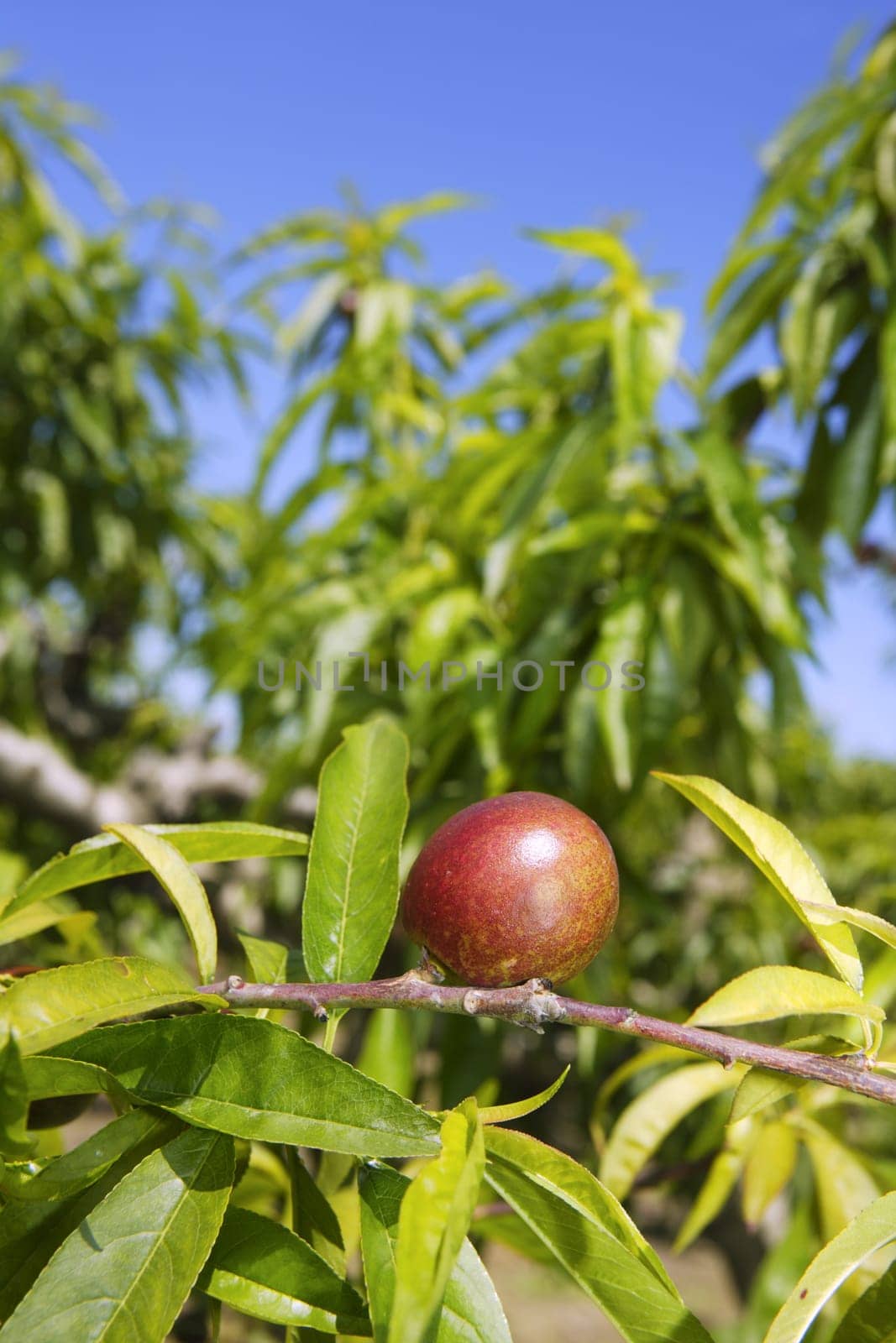 nectarine peach tree growing in spring blue sky agriculture