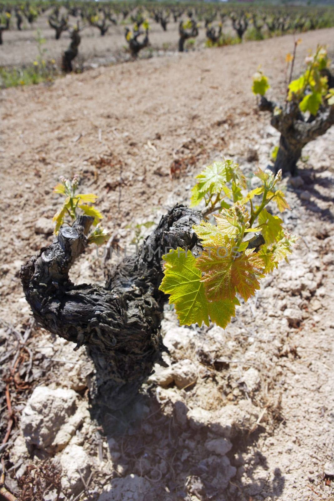 vineyard first spring sprouts in row field in Spain for wine production