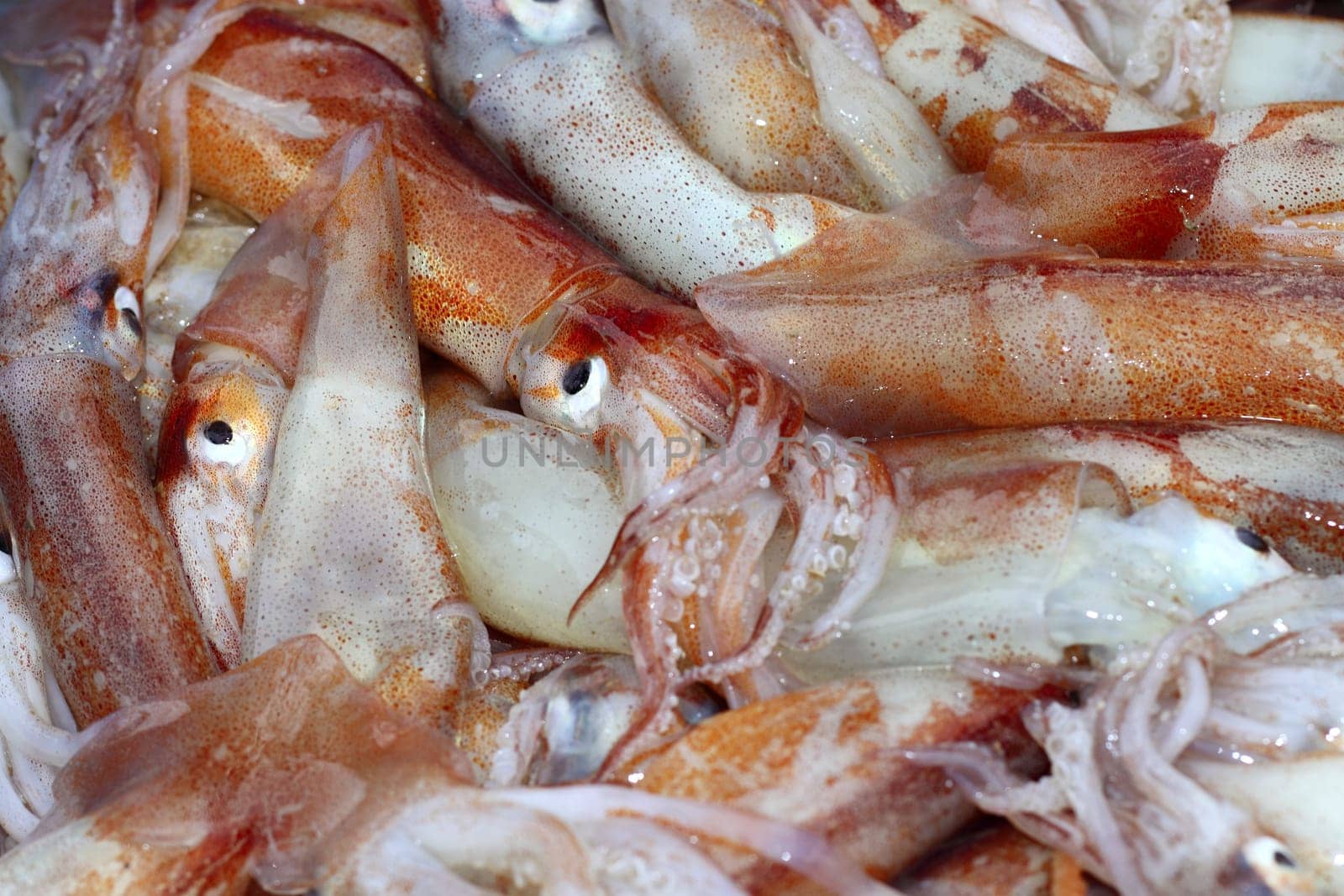 totena mediterranean squid seafood market background pattern