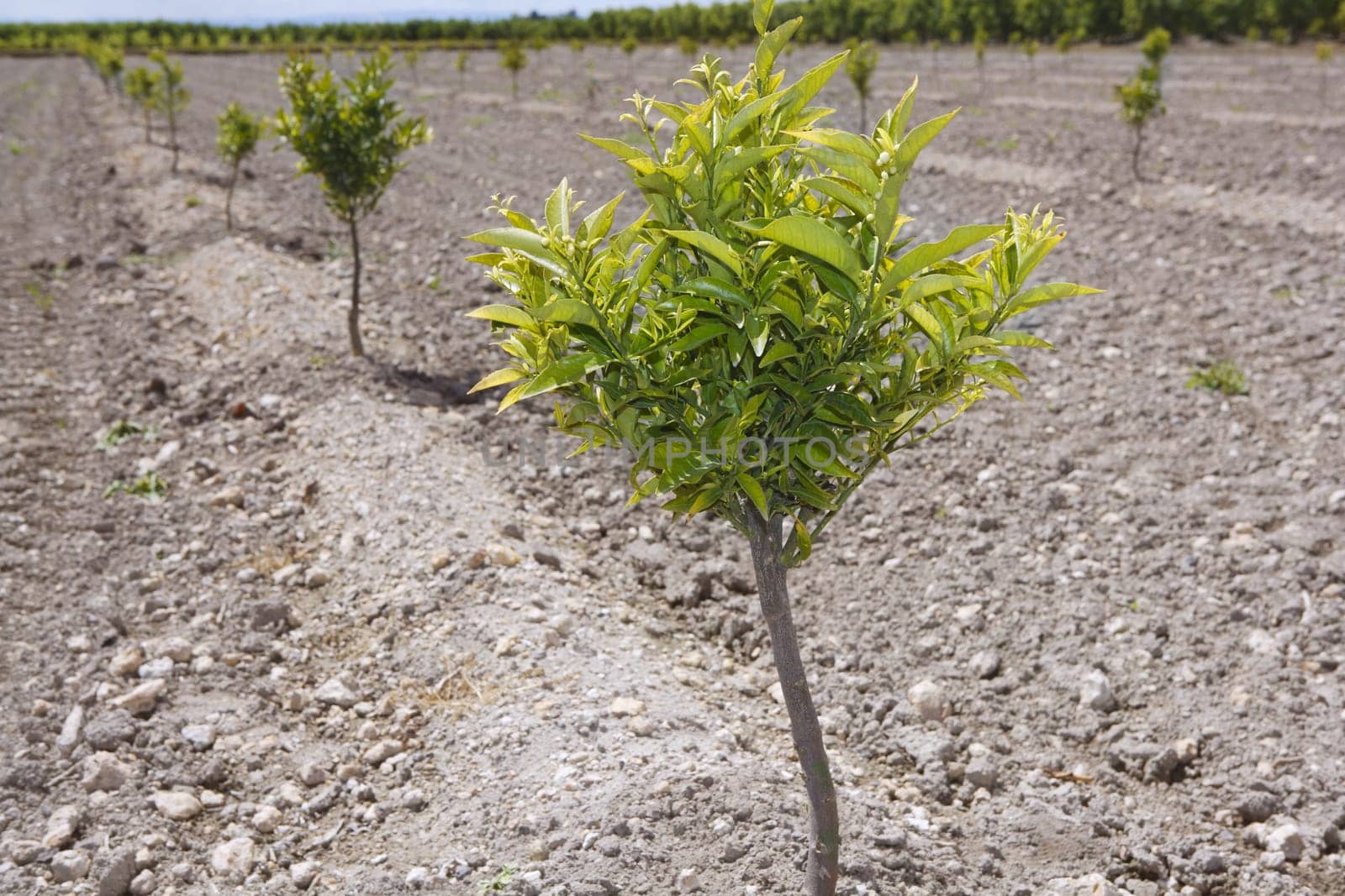 baby orange tree plantation field on mediterranean Spain