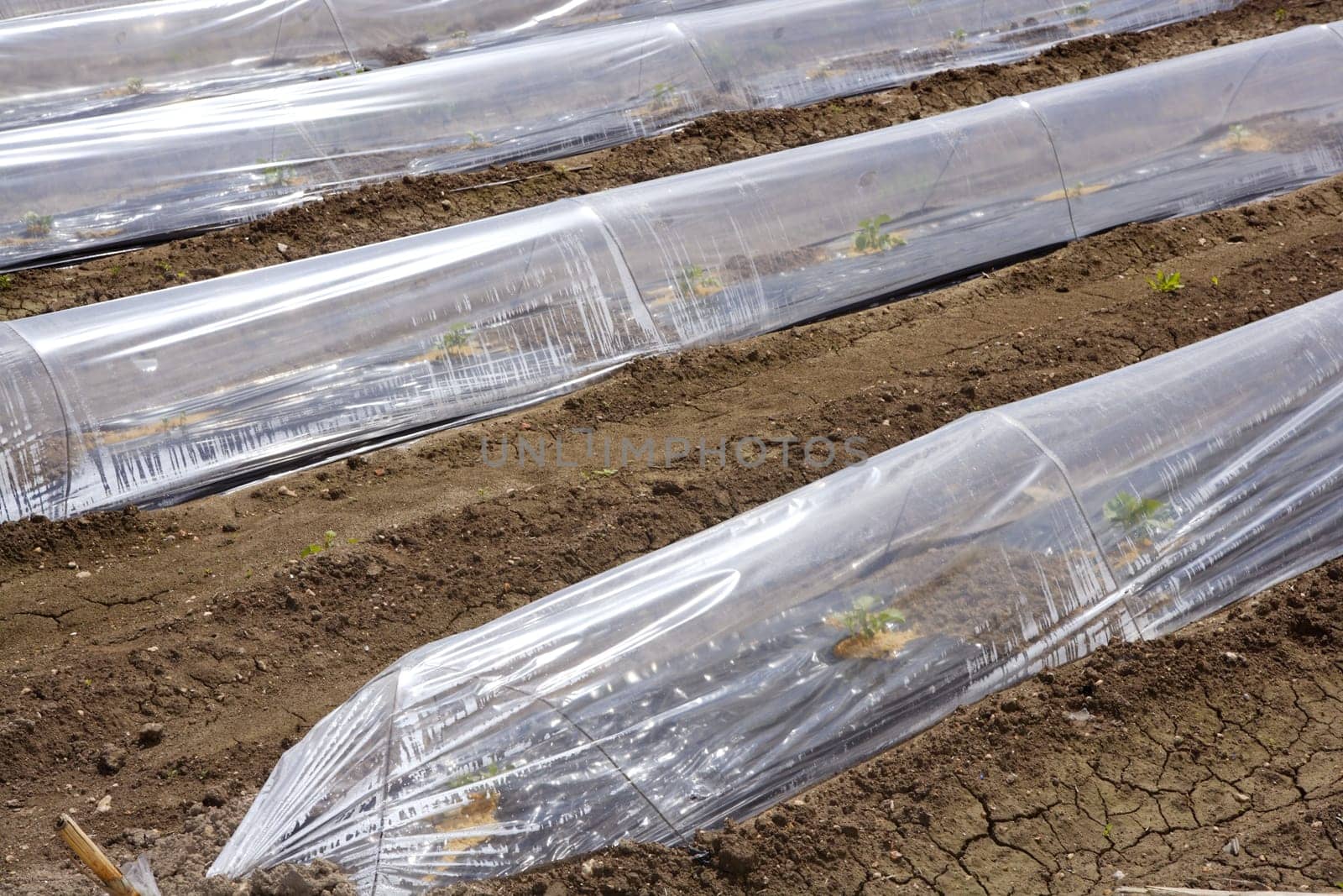 little greenhouse glass house plastic lines vegetable sprouts on brown soil agiculture
