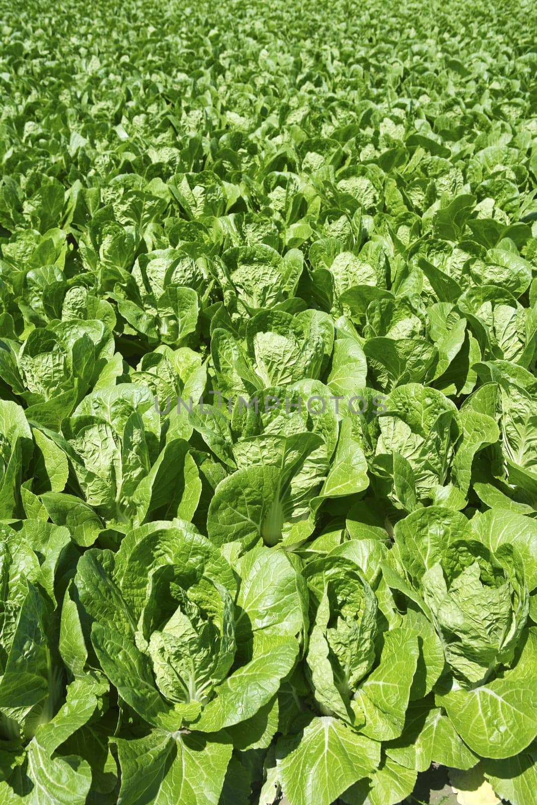 cabbage green vegetables field in spring farmland agriculture