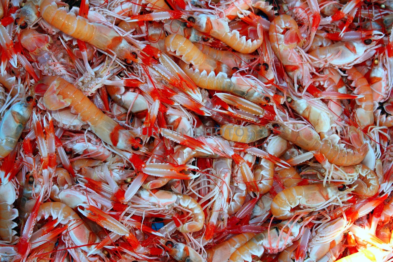 Crayfish Nephrops Norvegicus many seafood market catch