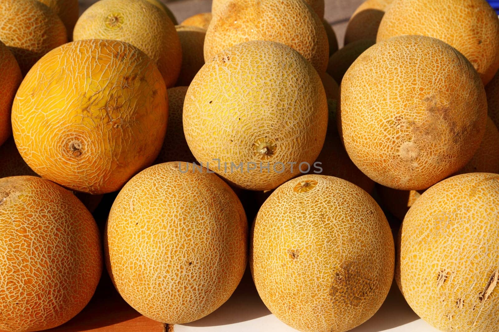 Galia yellow melon Cucumis Melo Reticulatus stacked rows in market