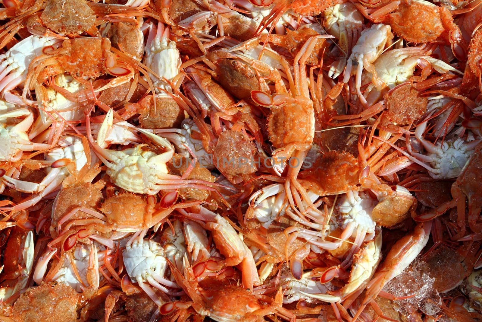 Mediterranean red crab pattern seafood market texture