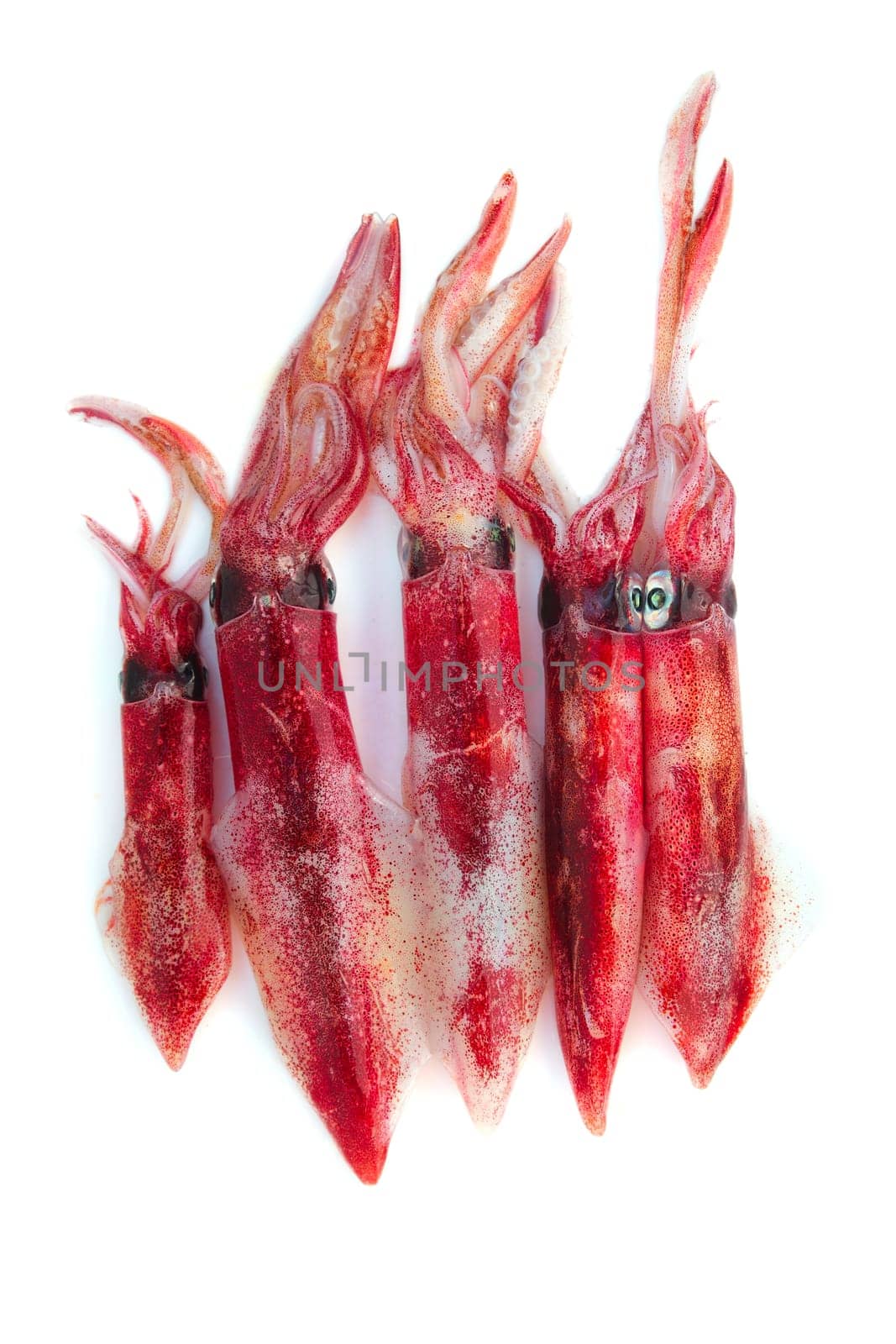 fresh squid Loligo vulgaris seafood catch on white background