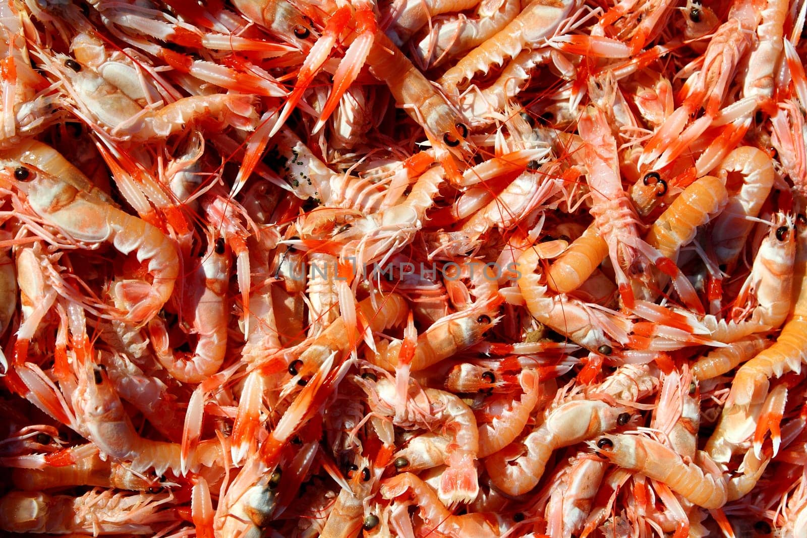 Crayfish Nephrops Norvegicus many seafood market catch