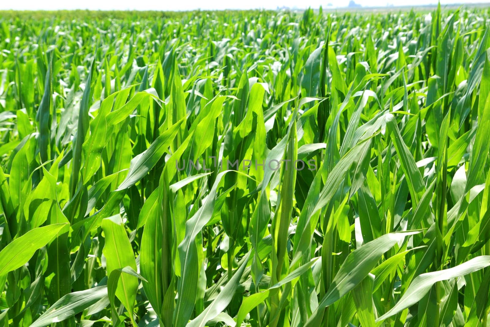 agriculture corn plants field green plantation texture