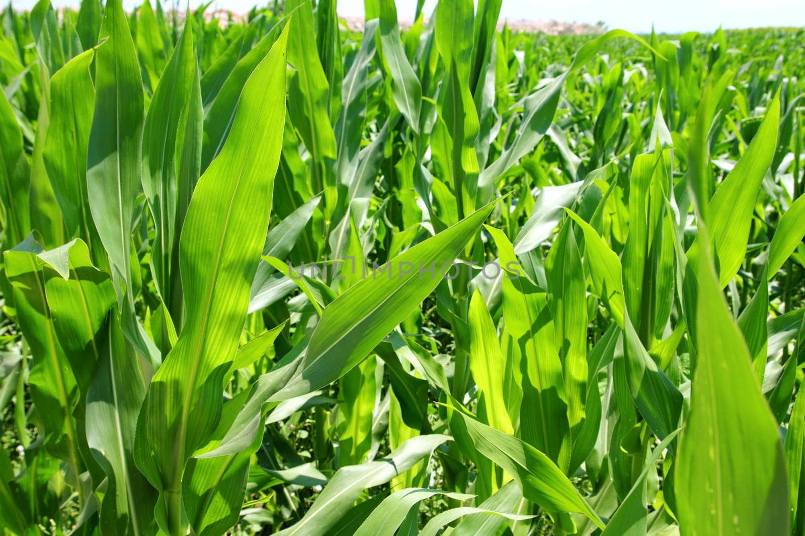 agriculture corn plants field green plantation texture