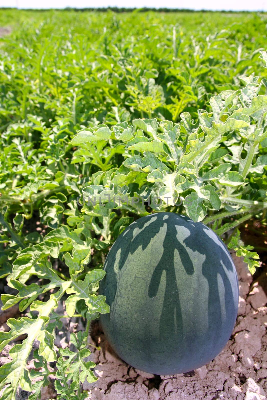 agriculture watermelon field big fruit summer water melon