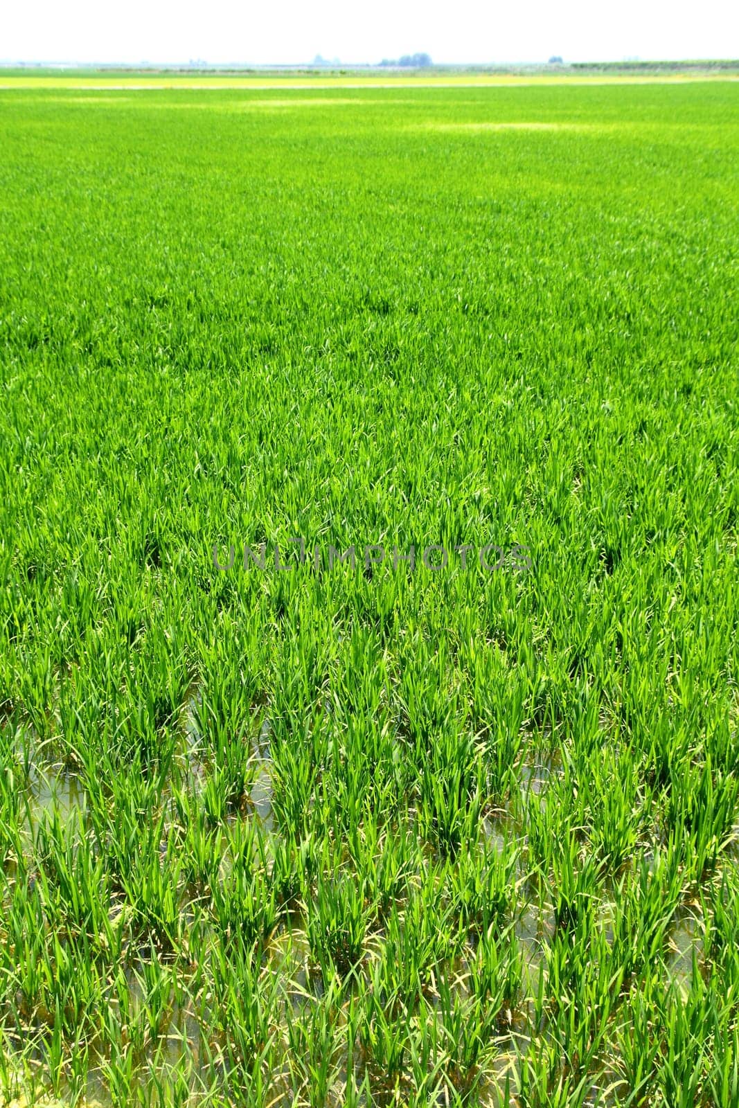 Agriculture rice cereal field perspective in spain Valencia