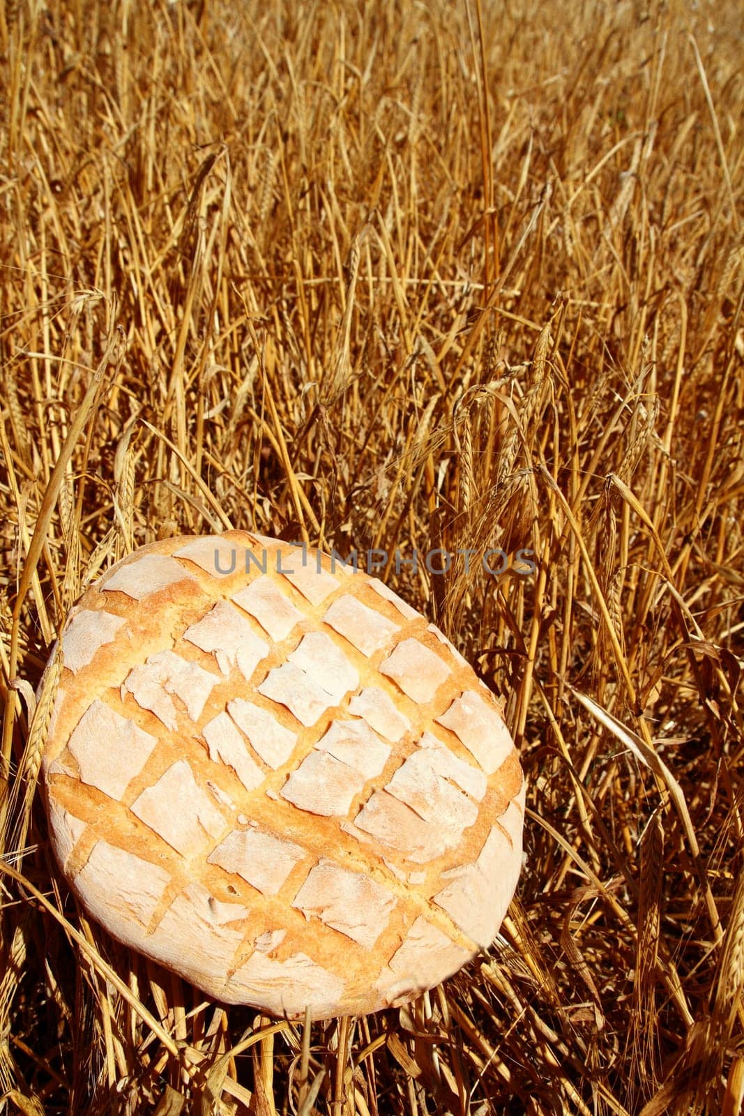 Bread bun round on golden wheat straw background