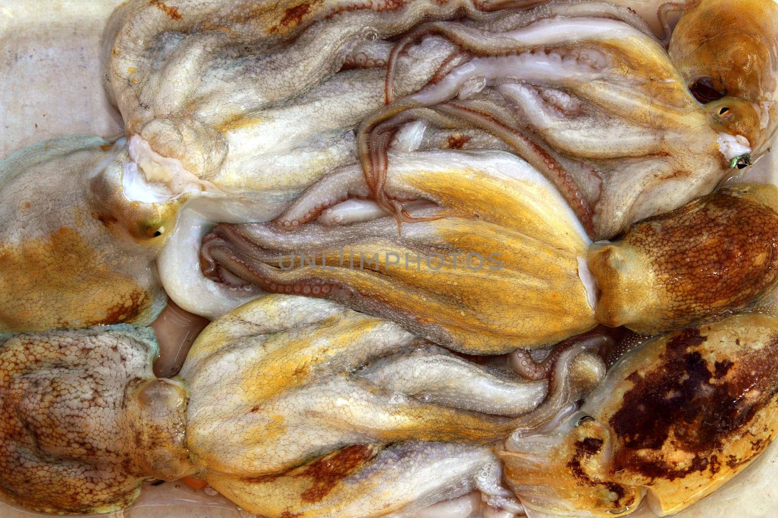 octopus and cuttlefish pattern fishing catch in mediterranean