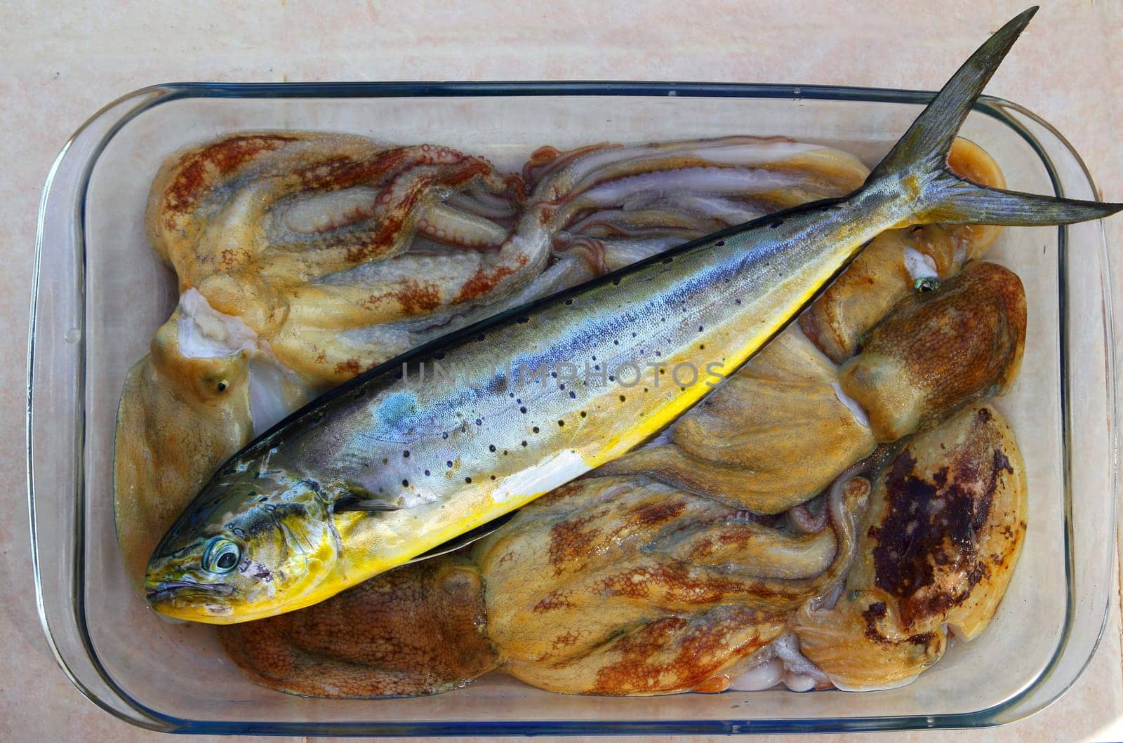 Dolphin fish dorado octopus and cuttlefish fishing catch