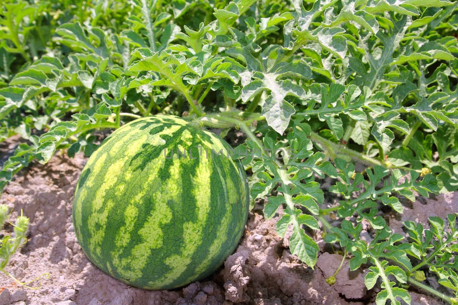 agriculture watermelon field big fruit summer water melon