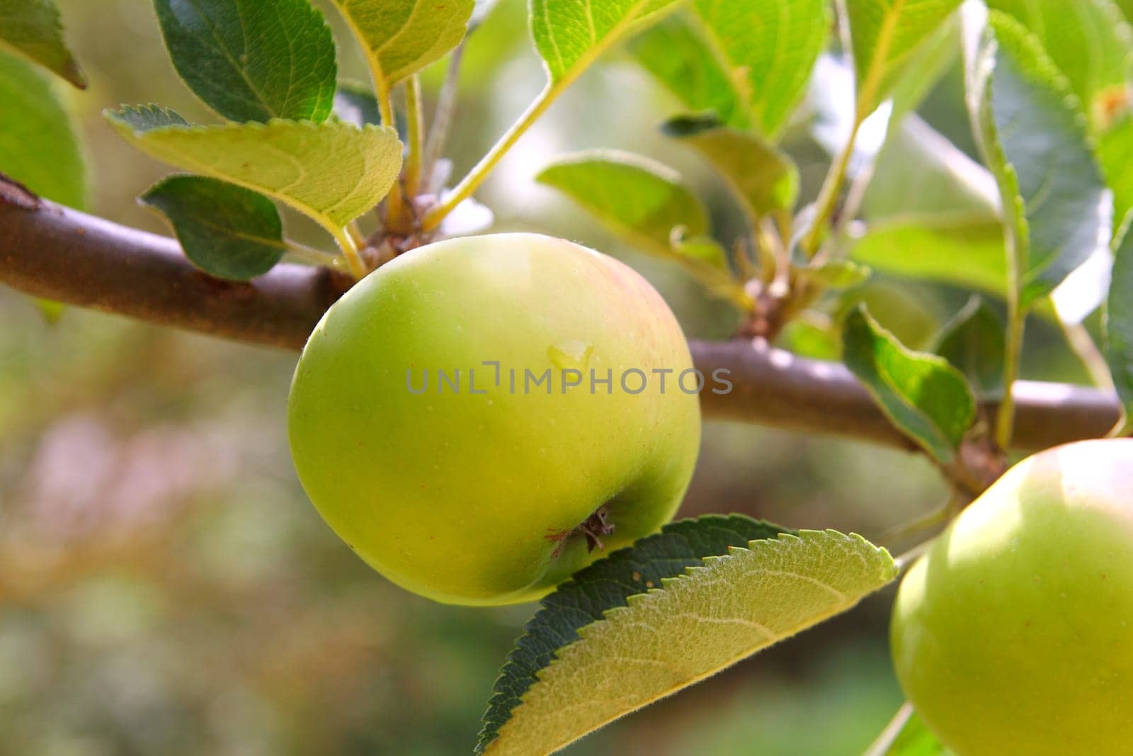 Apple green fruit tree branch with leaves