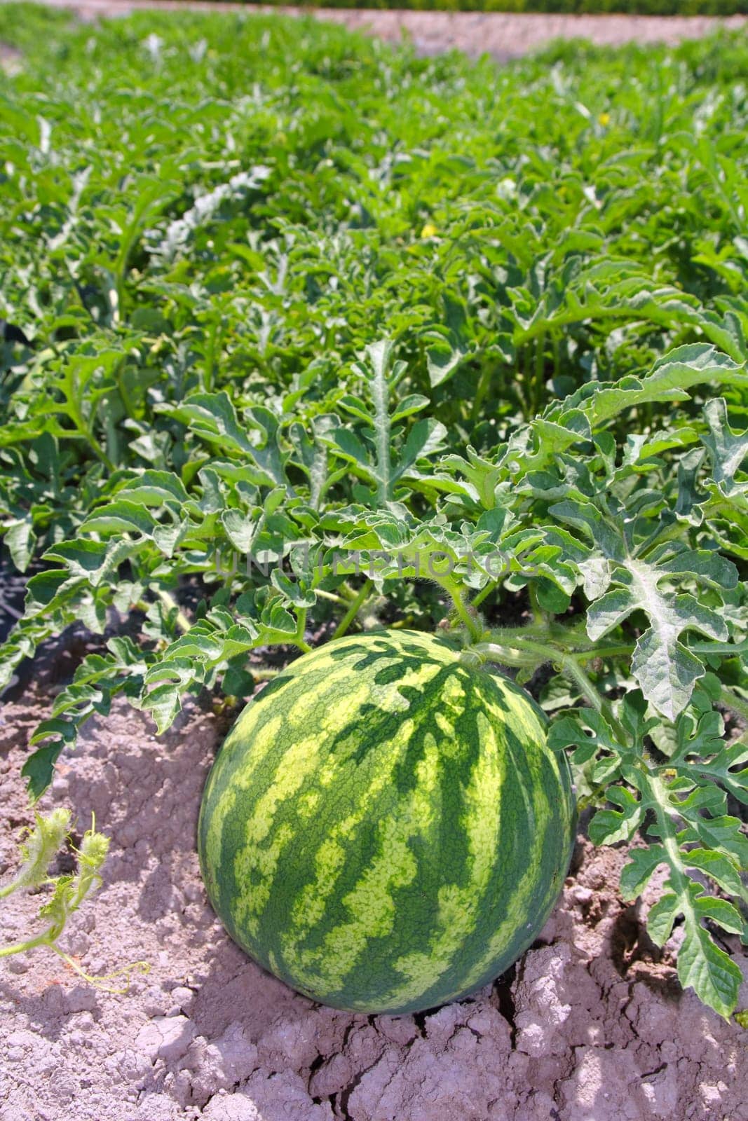 agriculture watermelon field big fruit summer water melon