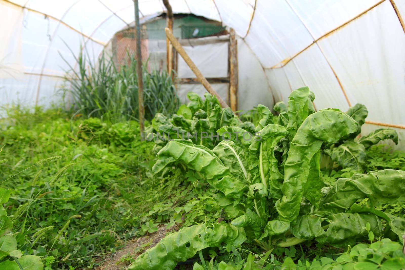 greenhouse little familiar backyard chard vegetables kitchen garden