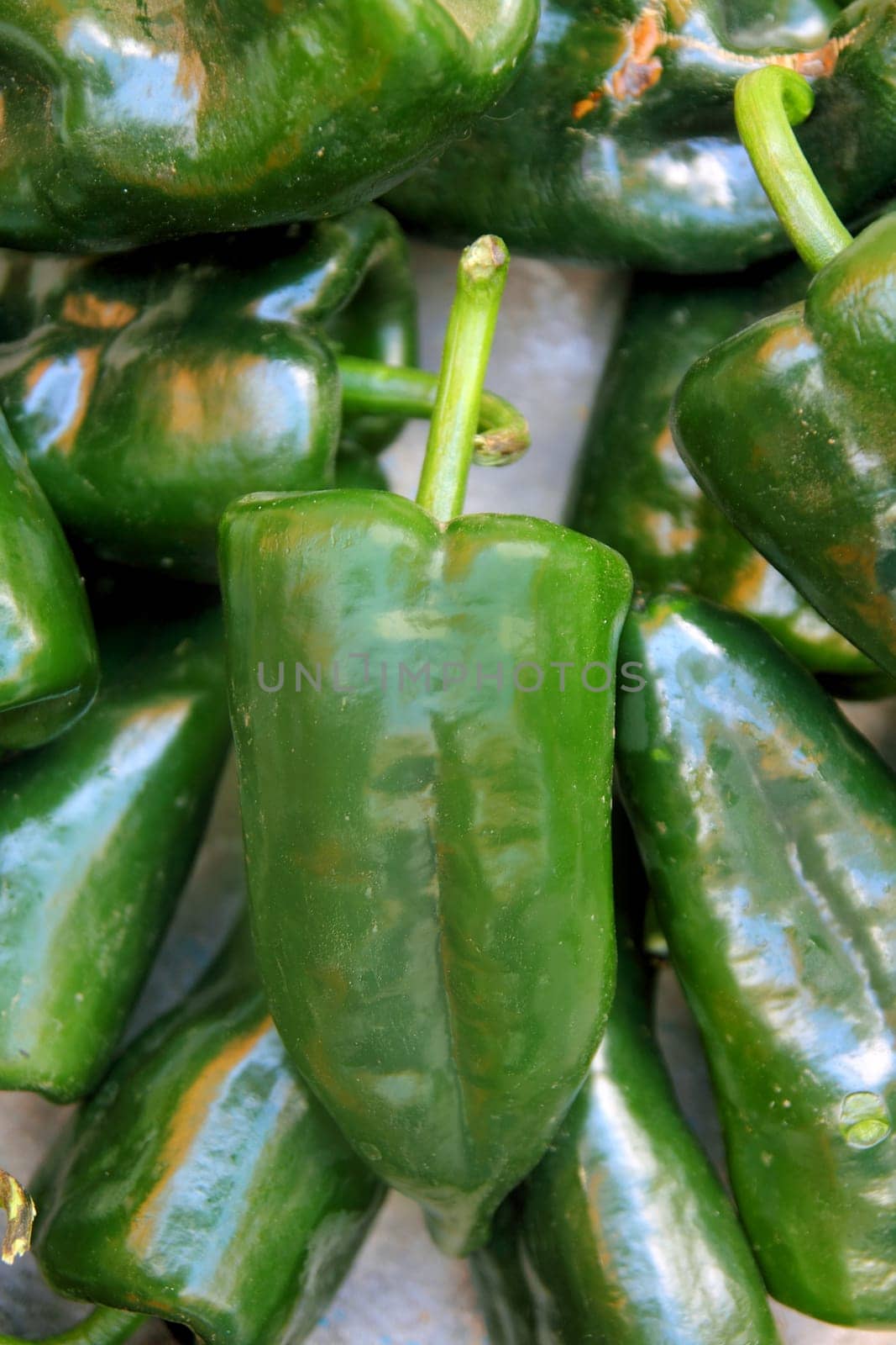 Poblano chili peppers chile Capsicum annuum
